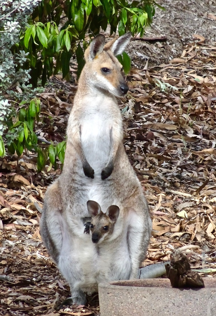 joey  mother  kangaroo free photo
