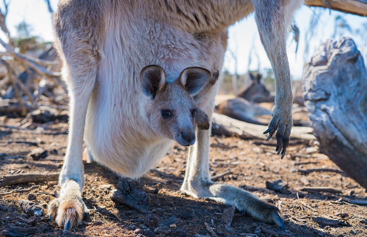 joey  kangaroo  baby free photo