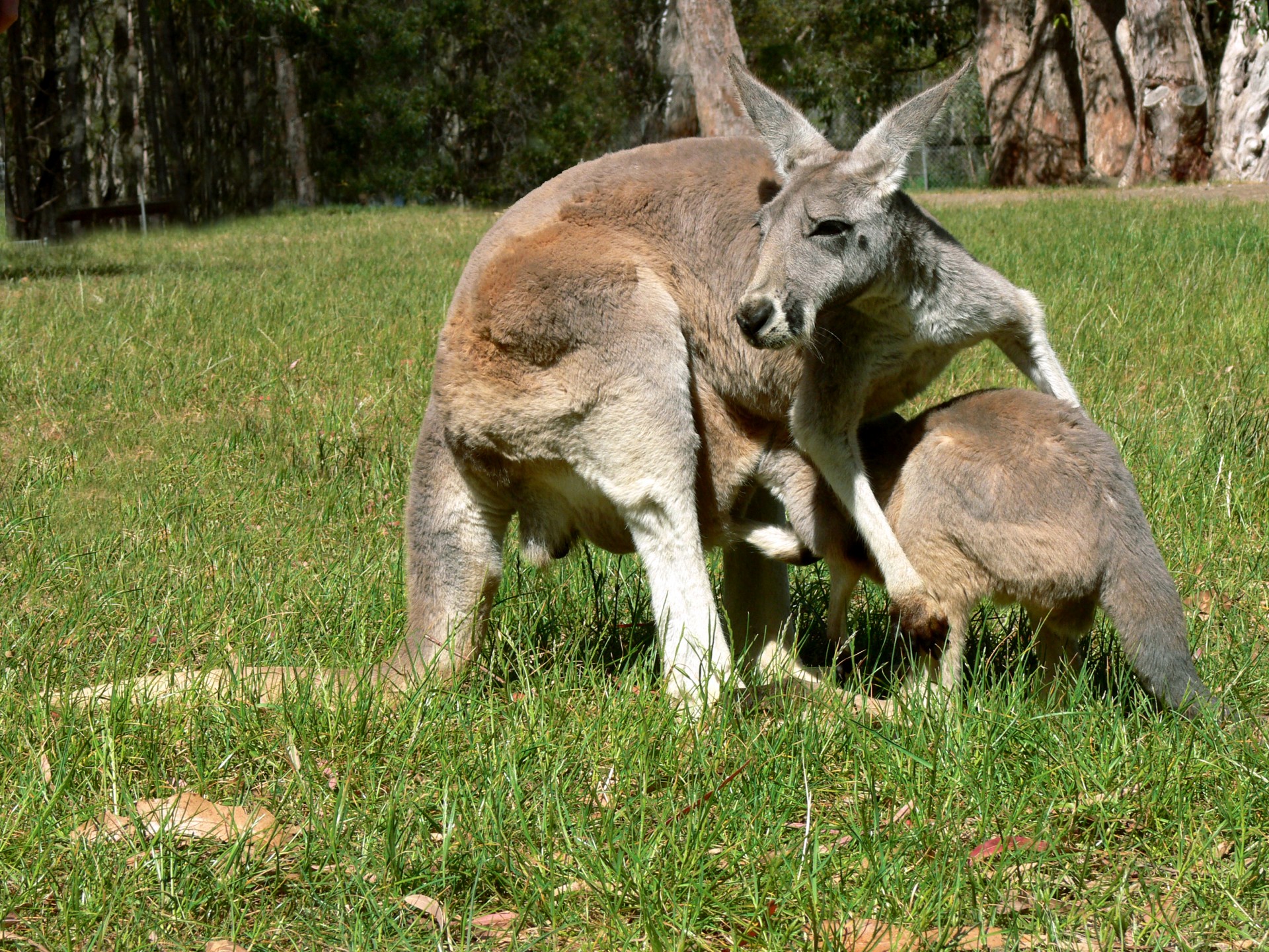 kangaroo joey pouch free photo