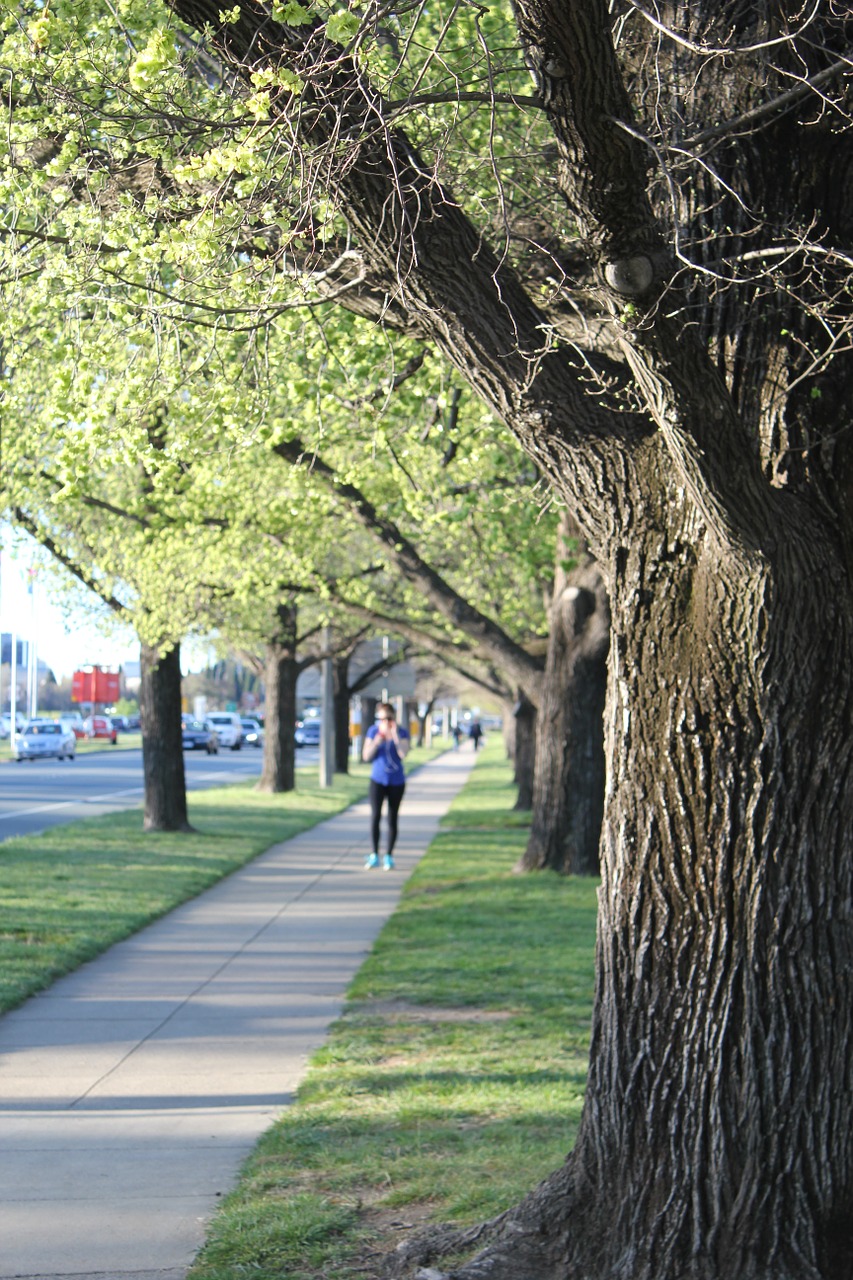 jogging tree footpath free photo