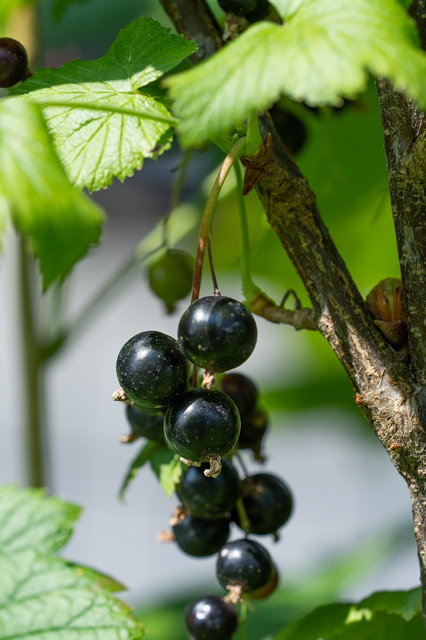 johannsi berries  black  black currants free photo
