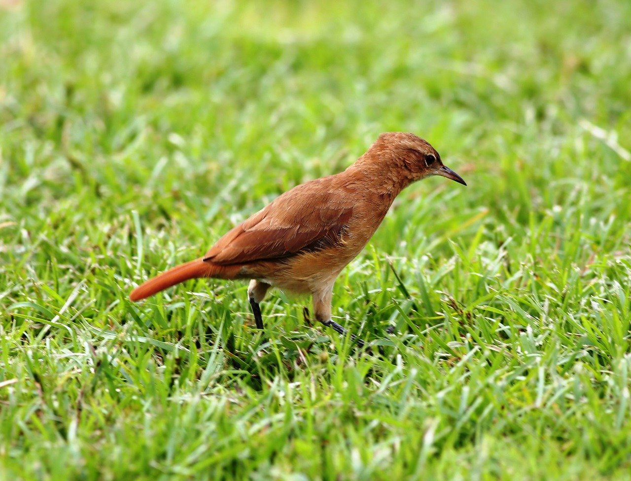 john clay on the floor tropical bird free photo