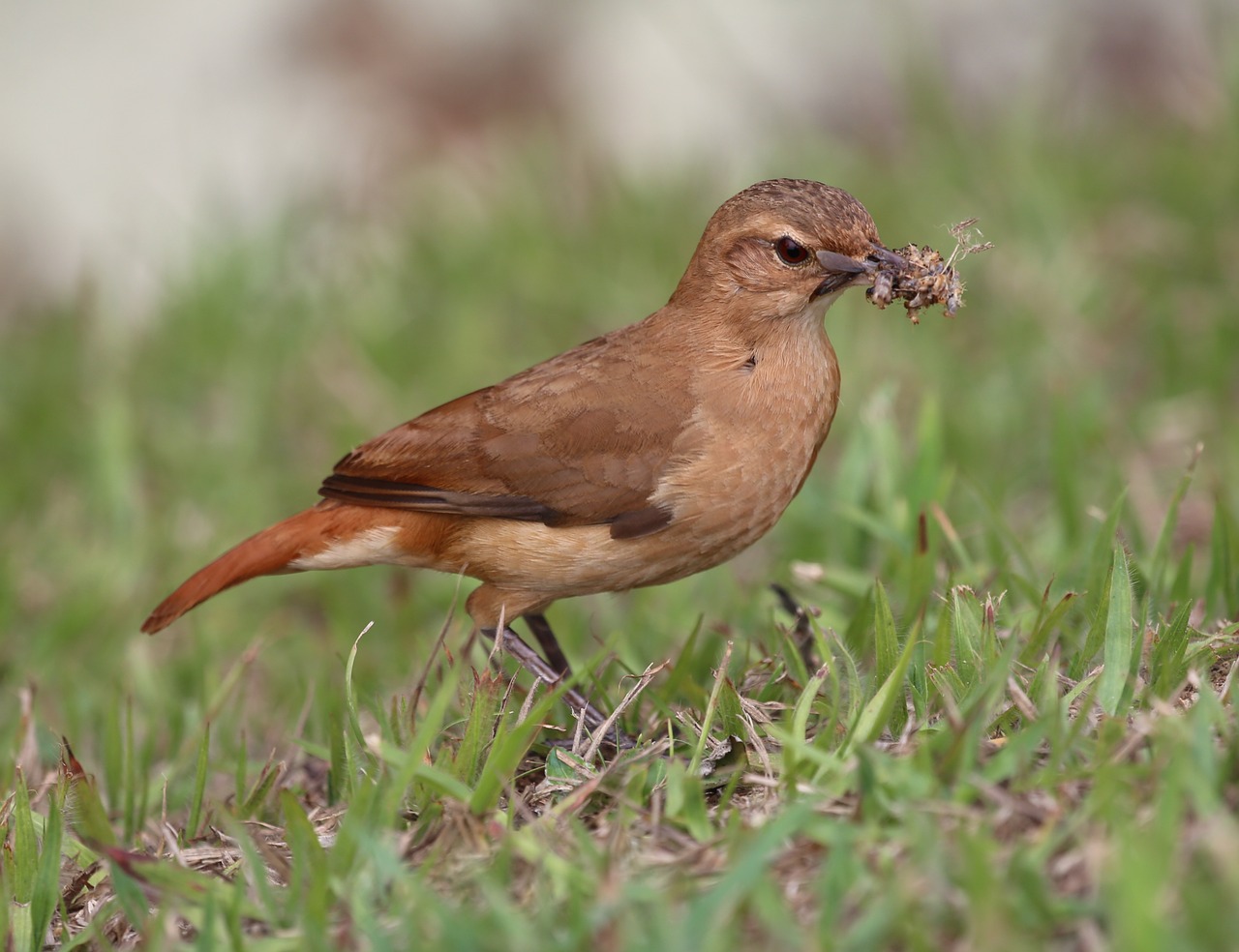 john clay bird tropical free photo