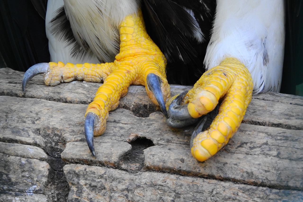 joints bird's-foot claws free photo