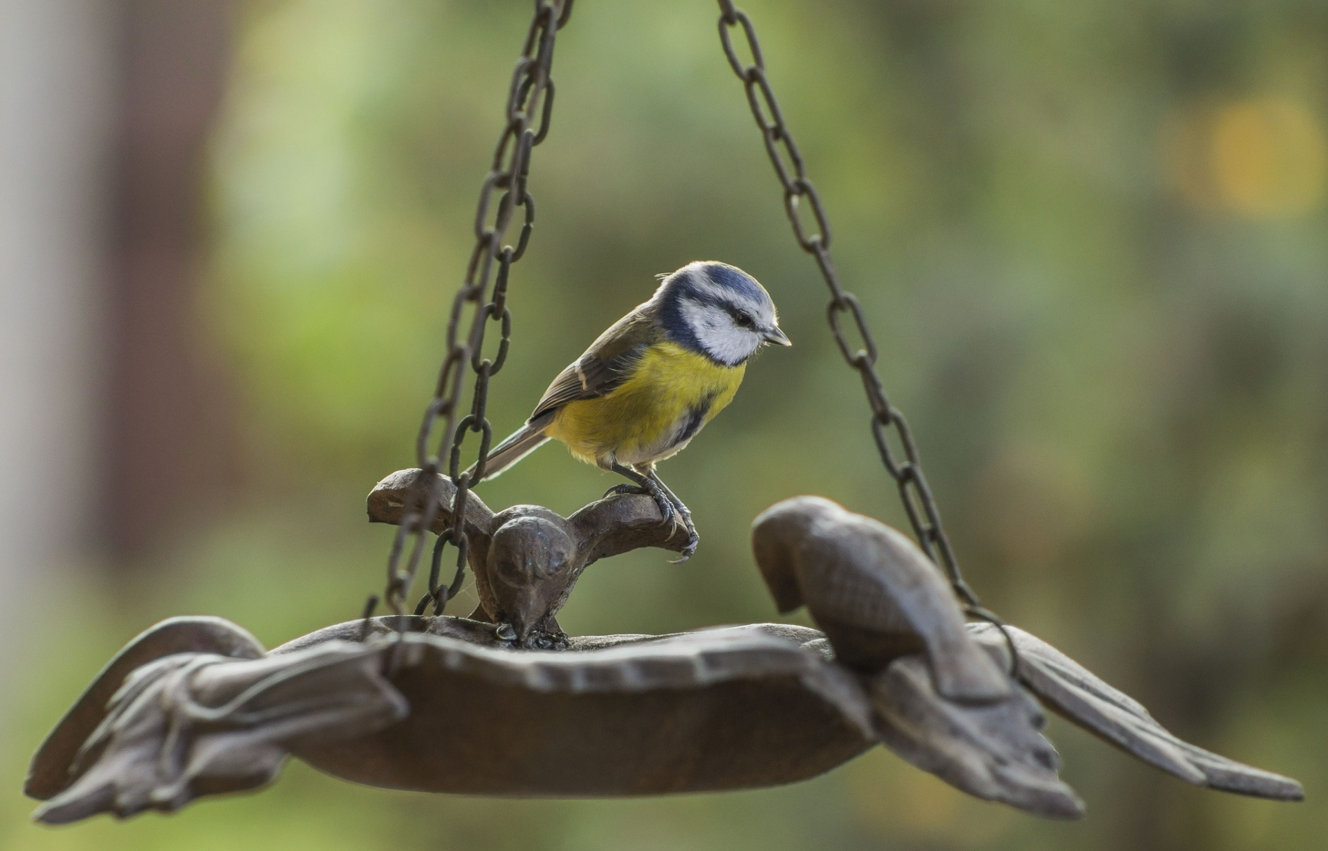 portrait bird cyaniste free photo