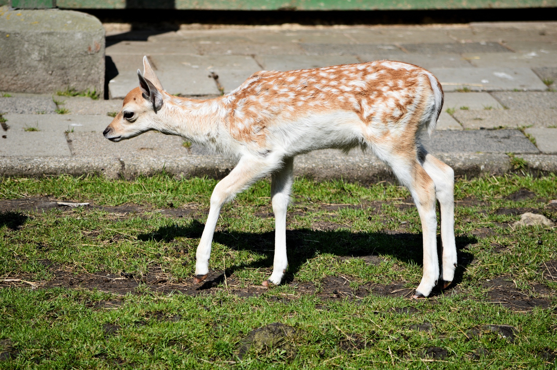 deer roe deer buck free photo