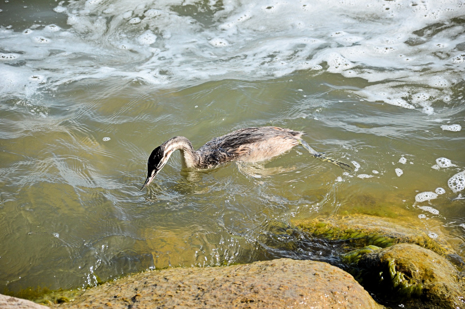 cormorant water food free photo