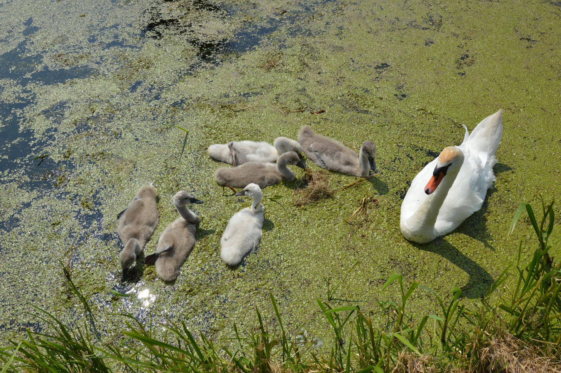 swan young nature free photo