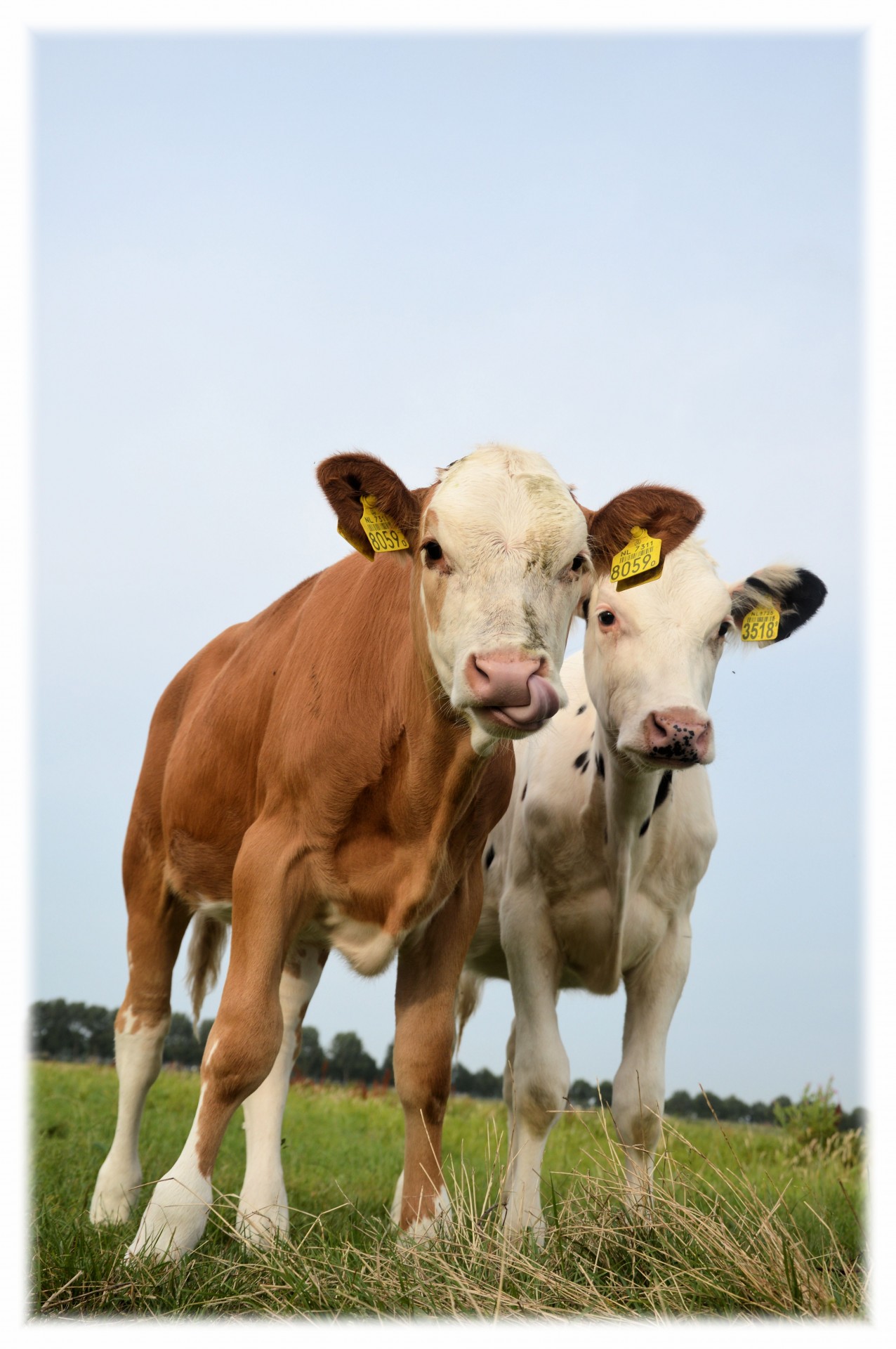 bull calf farm free photo