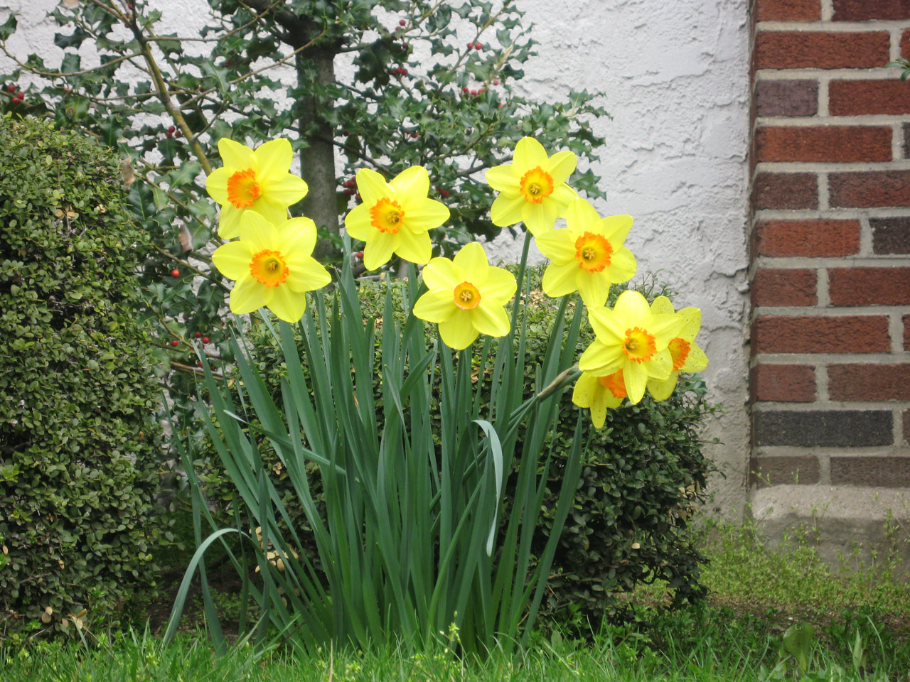 easter flower jonquil free photo