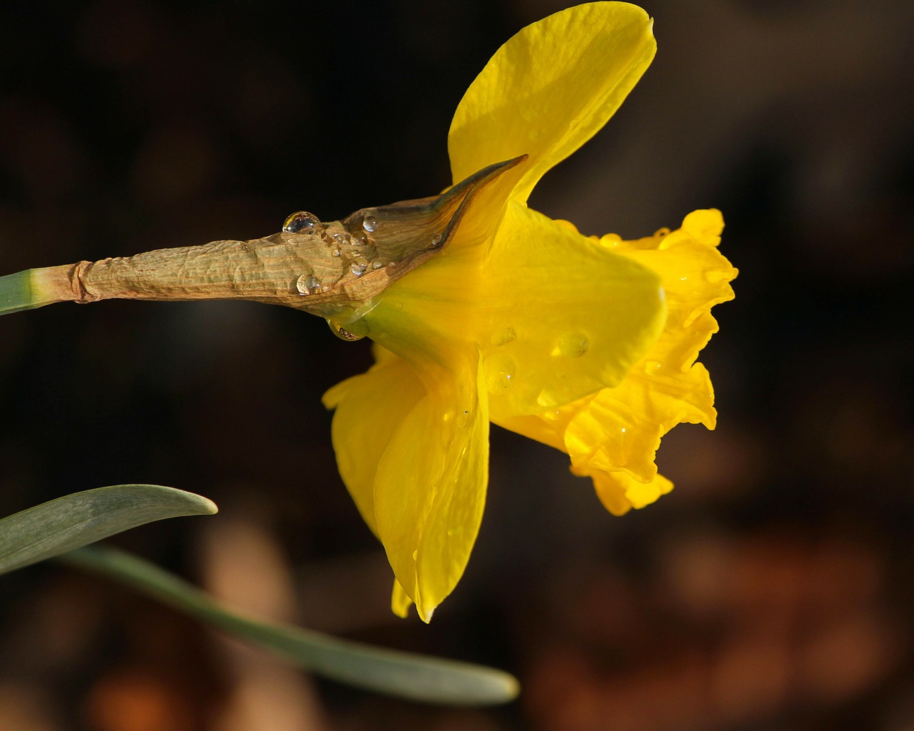 jonquil narcissus daffodil free photo