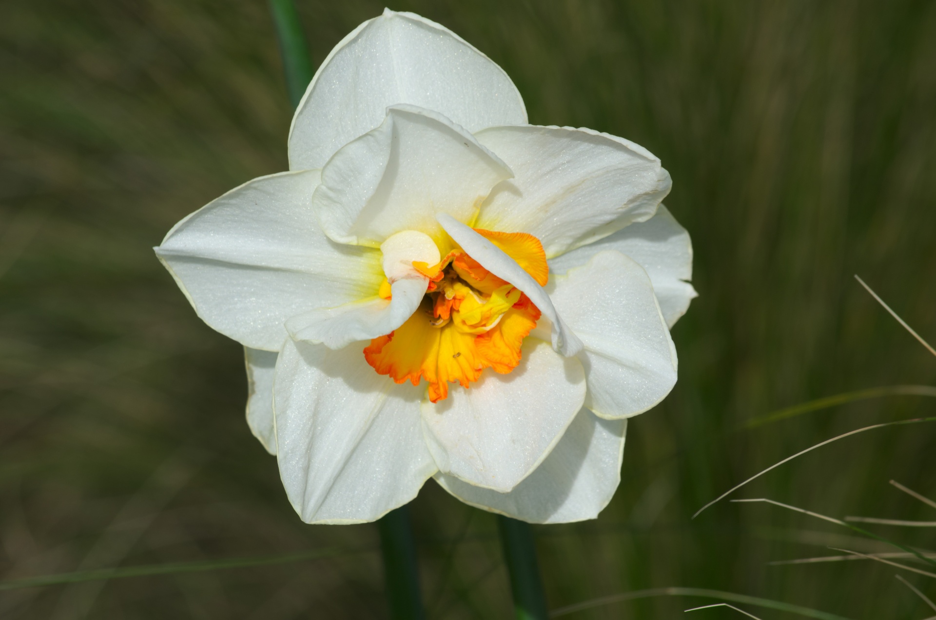 flower white flower botany free photo