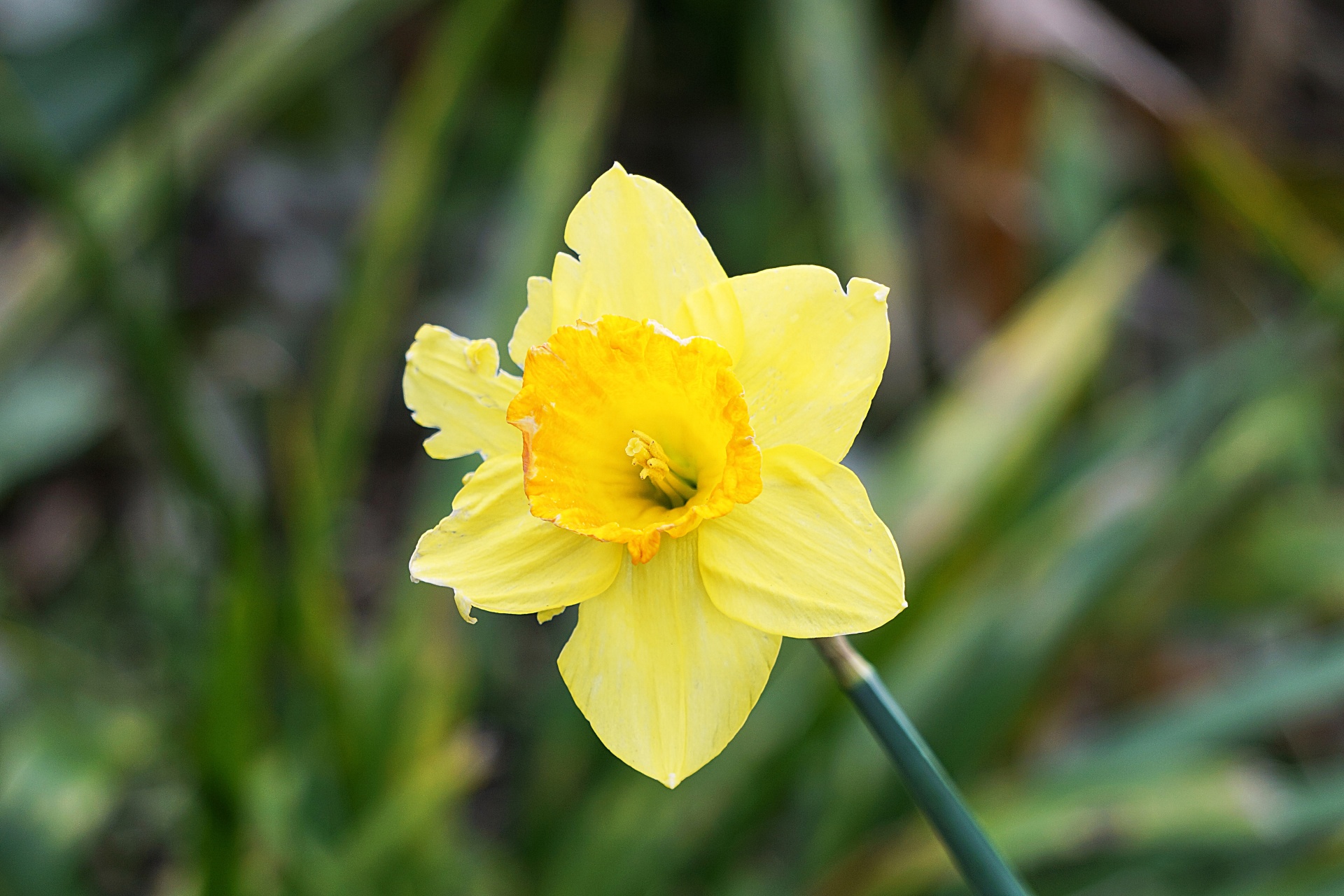 daffodil flower flora free photo