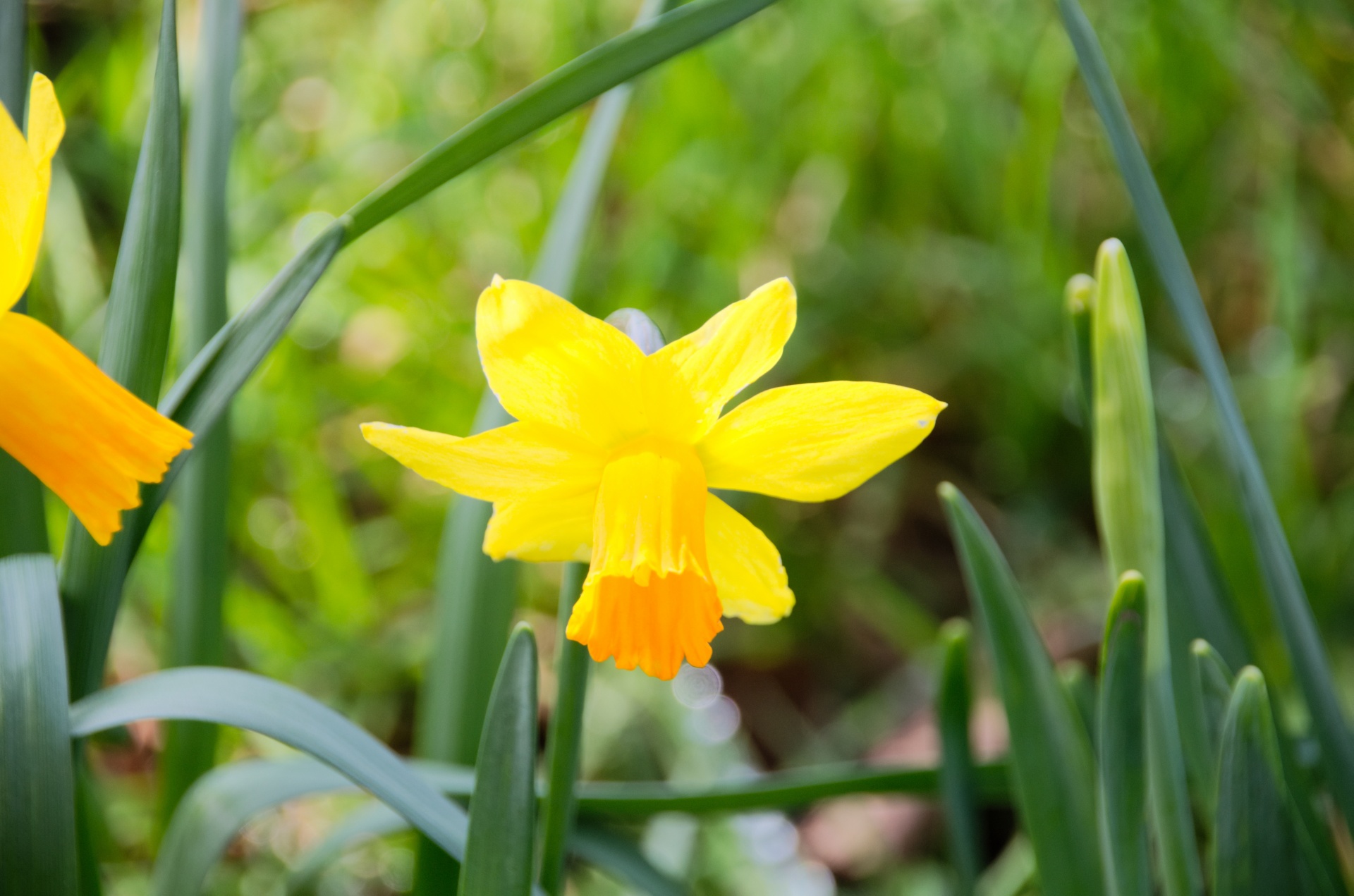 flower daffodil flora free photo