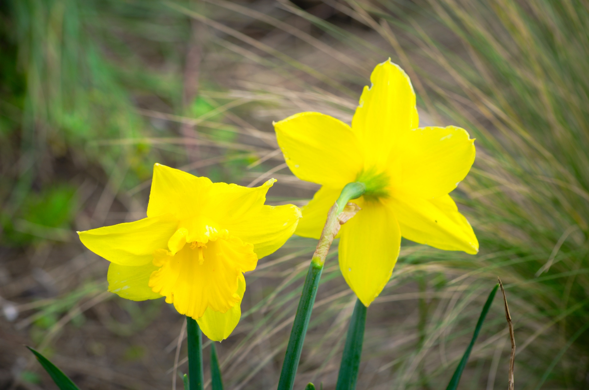 daffodils flowers flora free photo