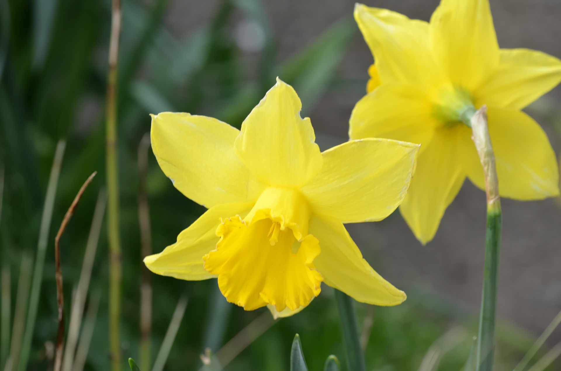 daffodils flowers yellow flowers free photo