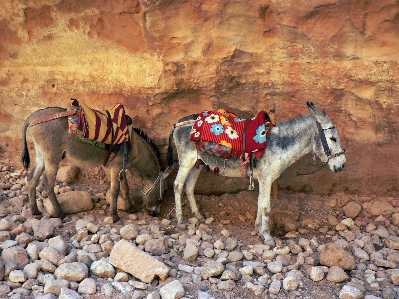 jordan petra donkeys free photo