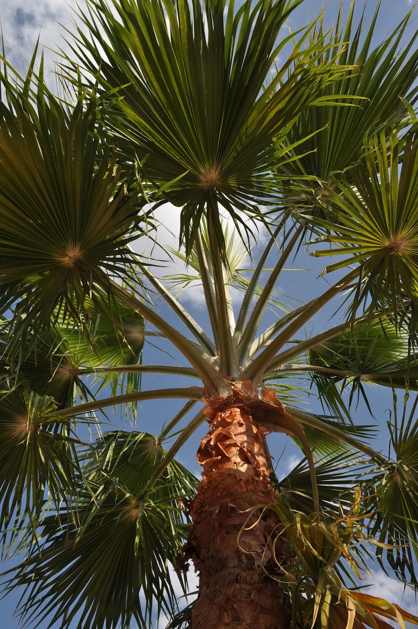 jordan summer palm free photo