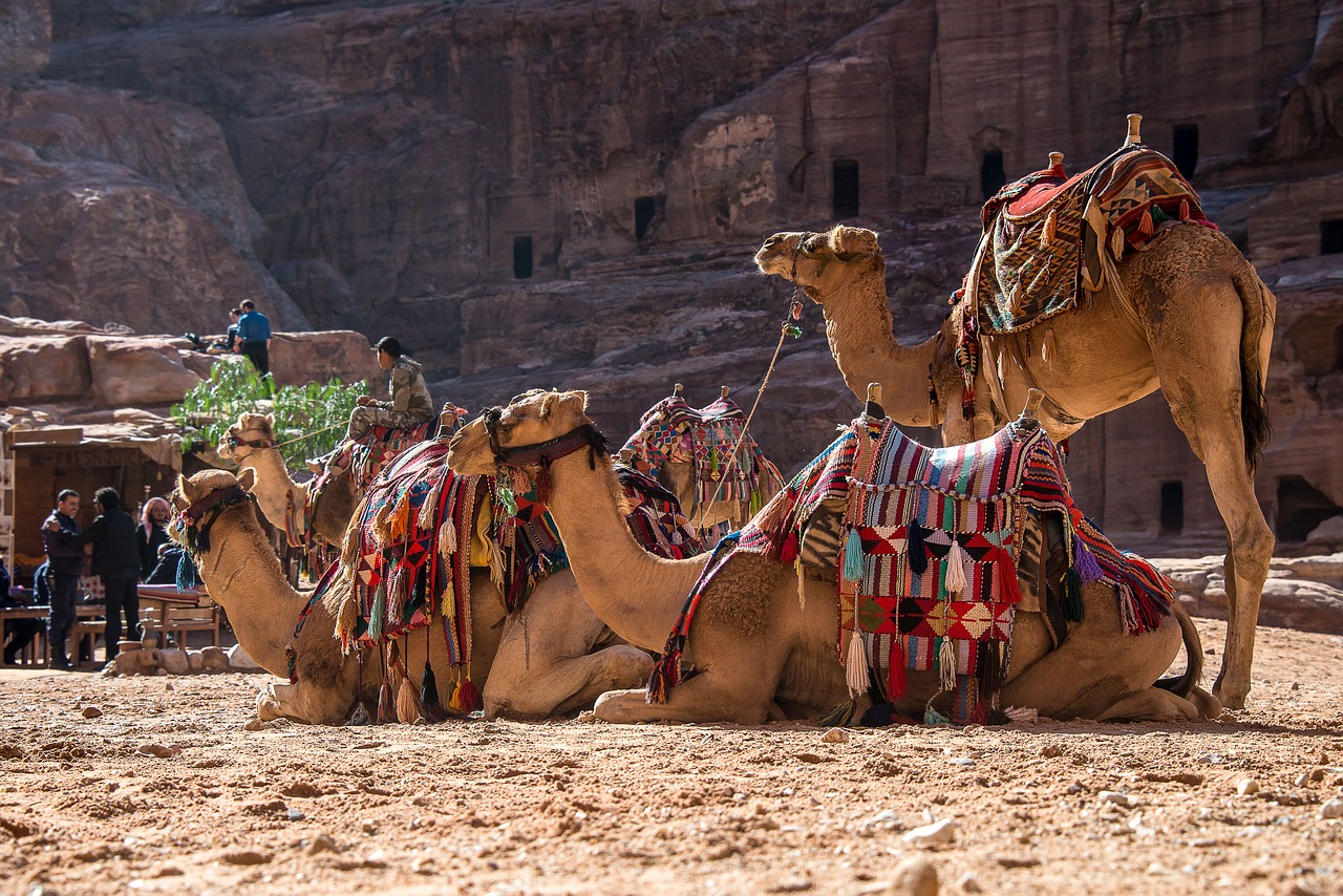 jordan petra camel free photo