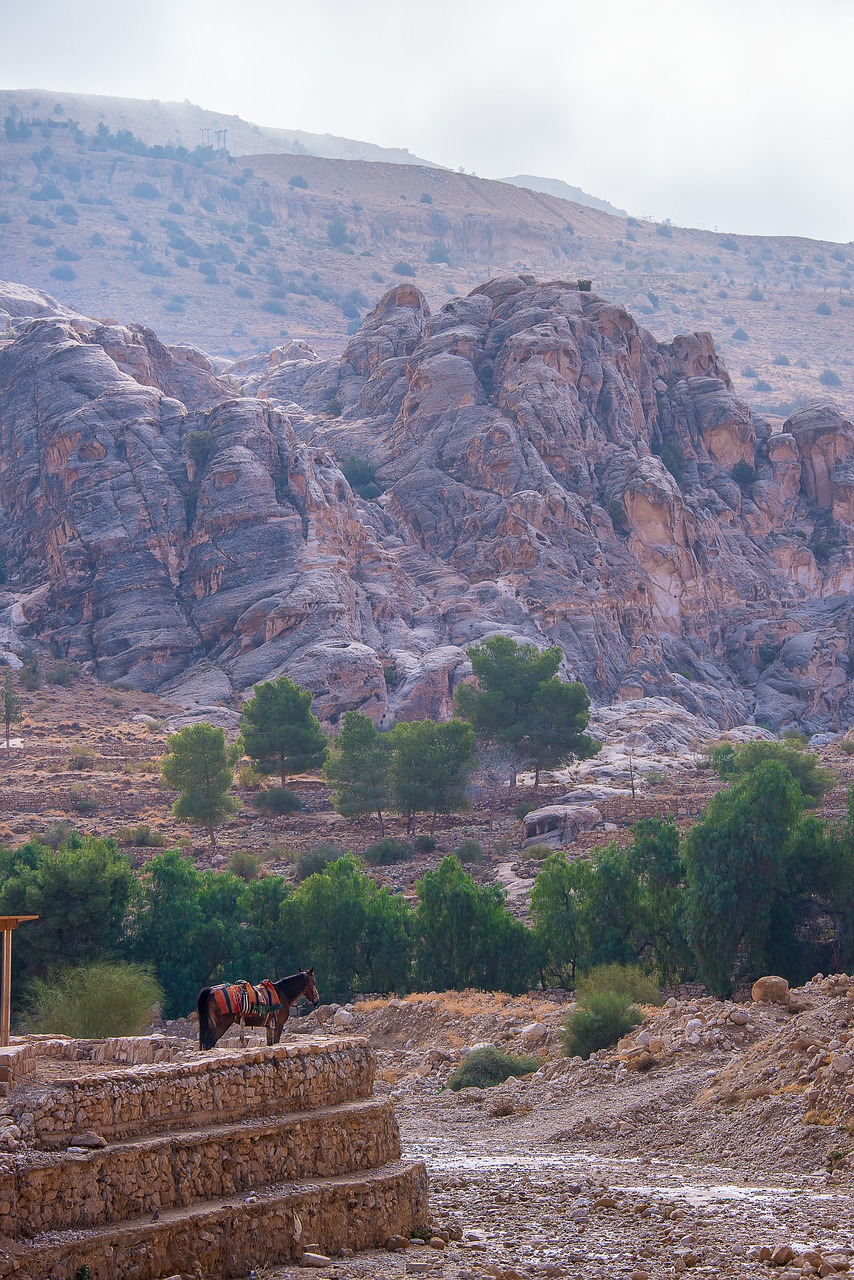 jordan petra horse free photo