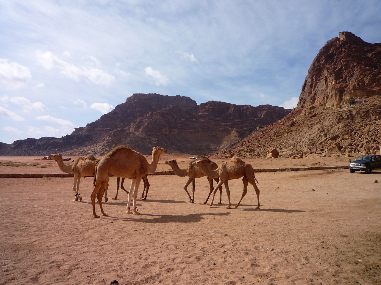 jordan desert camels free photo
