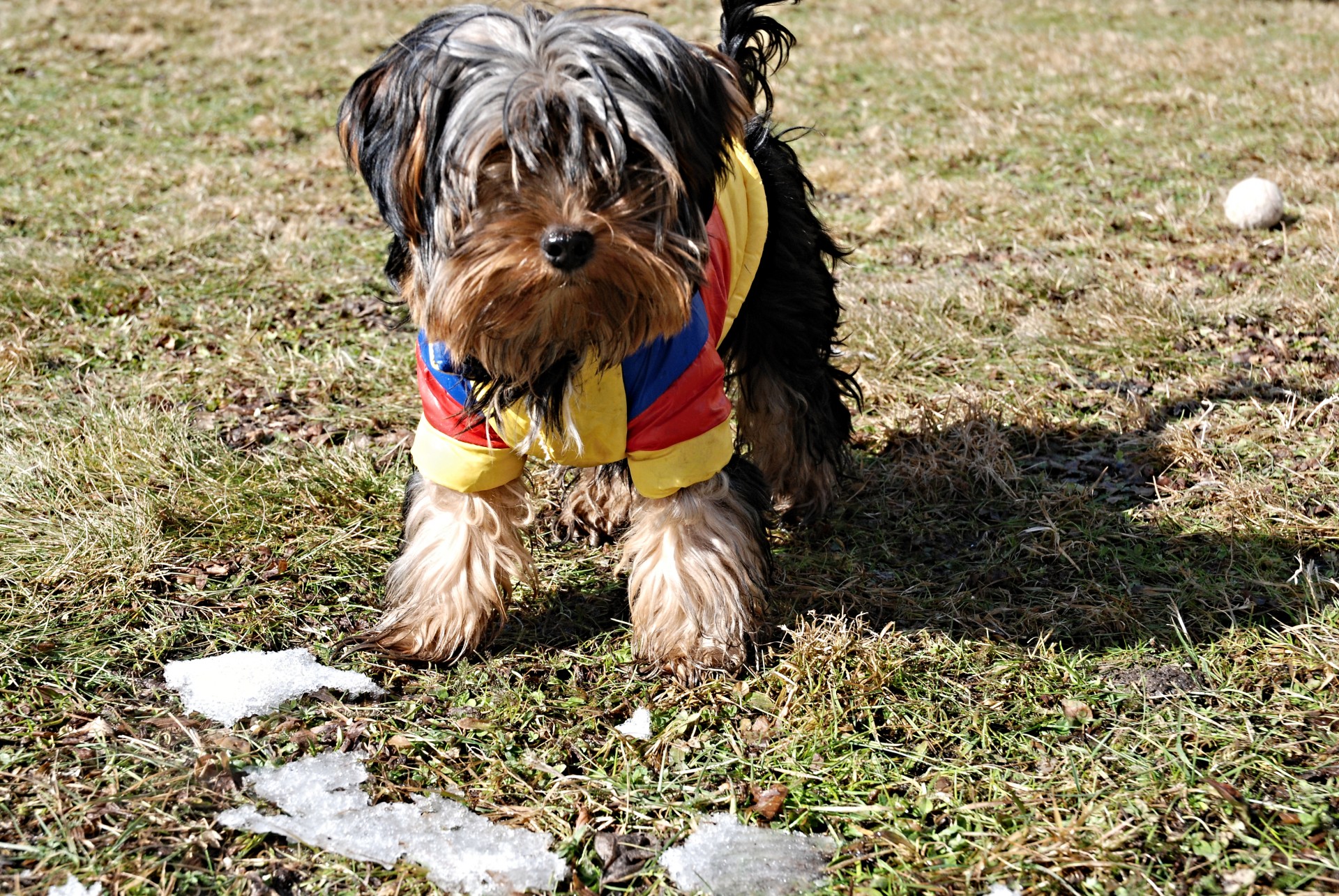 yorkie dress garden free photo