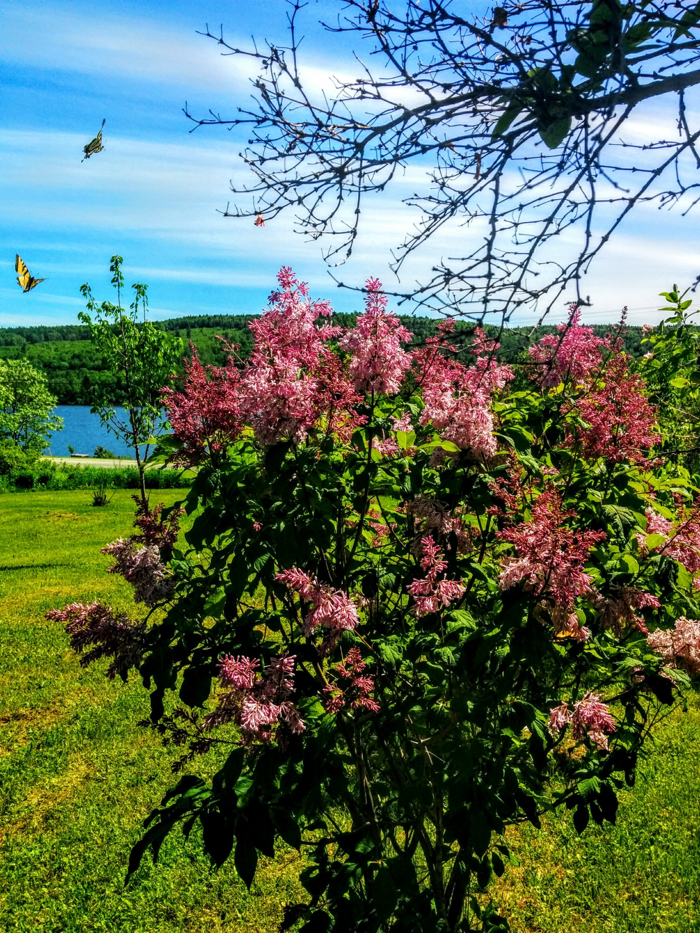 josee lilac josee bloom josee lilac bloom free photo