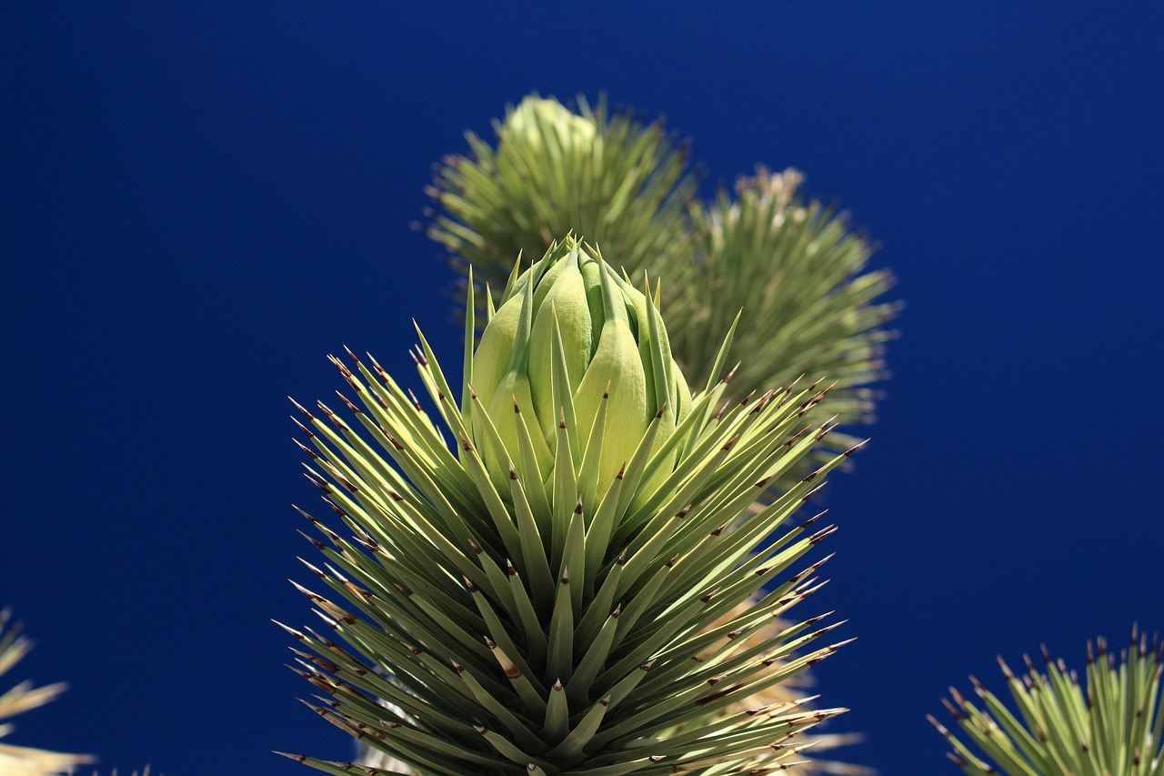 joshua  bloom  flower free photo