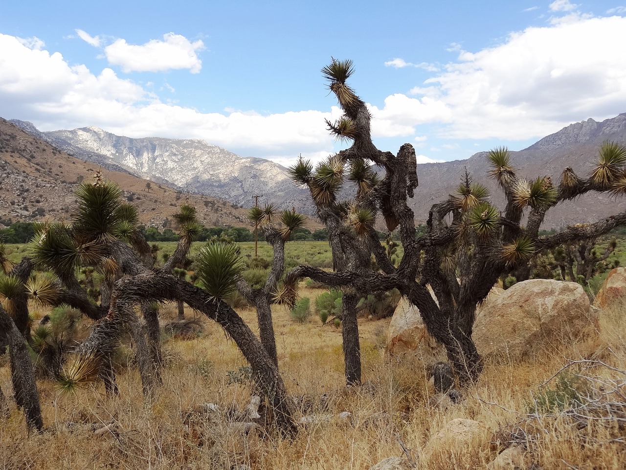 joshua tree flora usa free photo