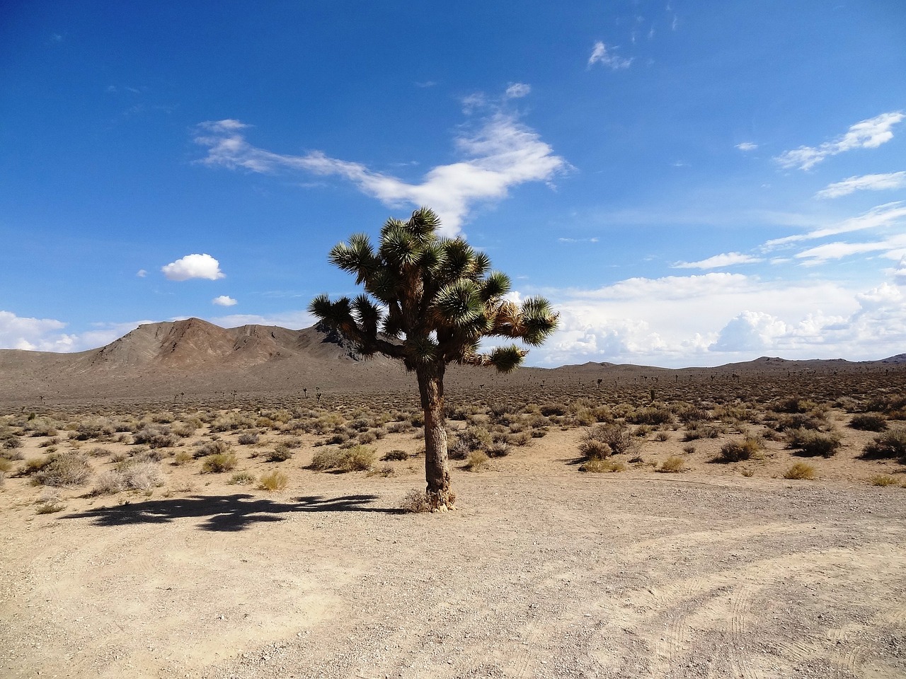 joshua tree desert landscape free photo