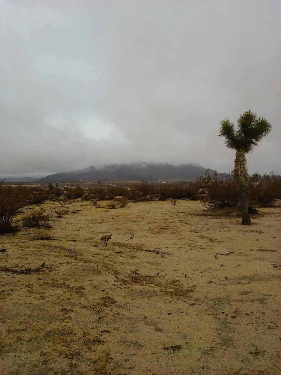 joshua tree desert california free photo