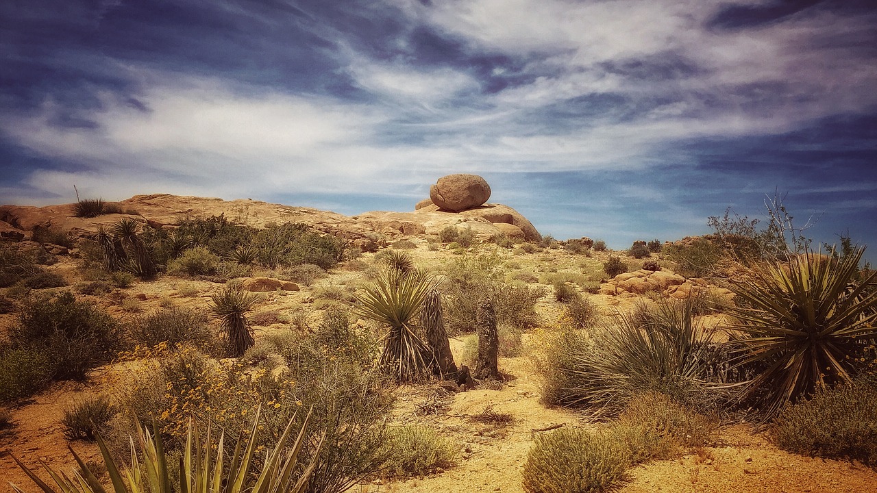 joshua tree desert joshua free photo