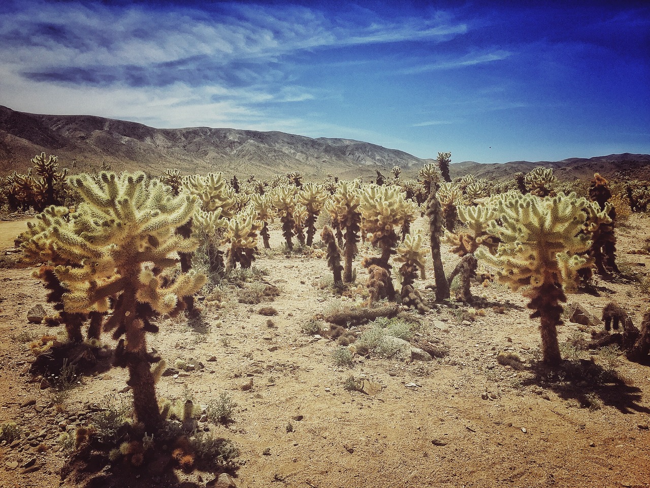 joshua tree desert joshua free photo