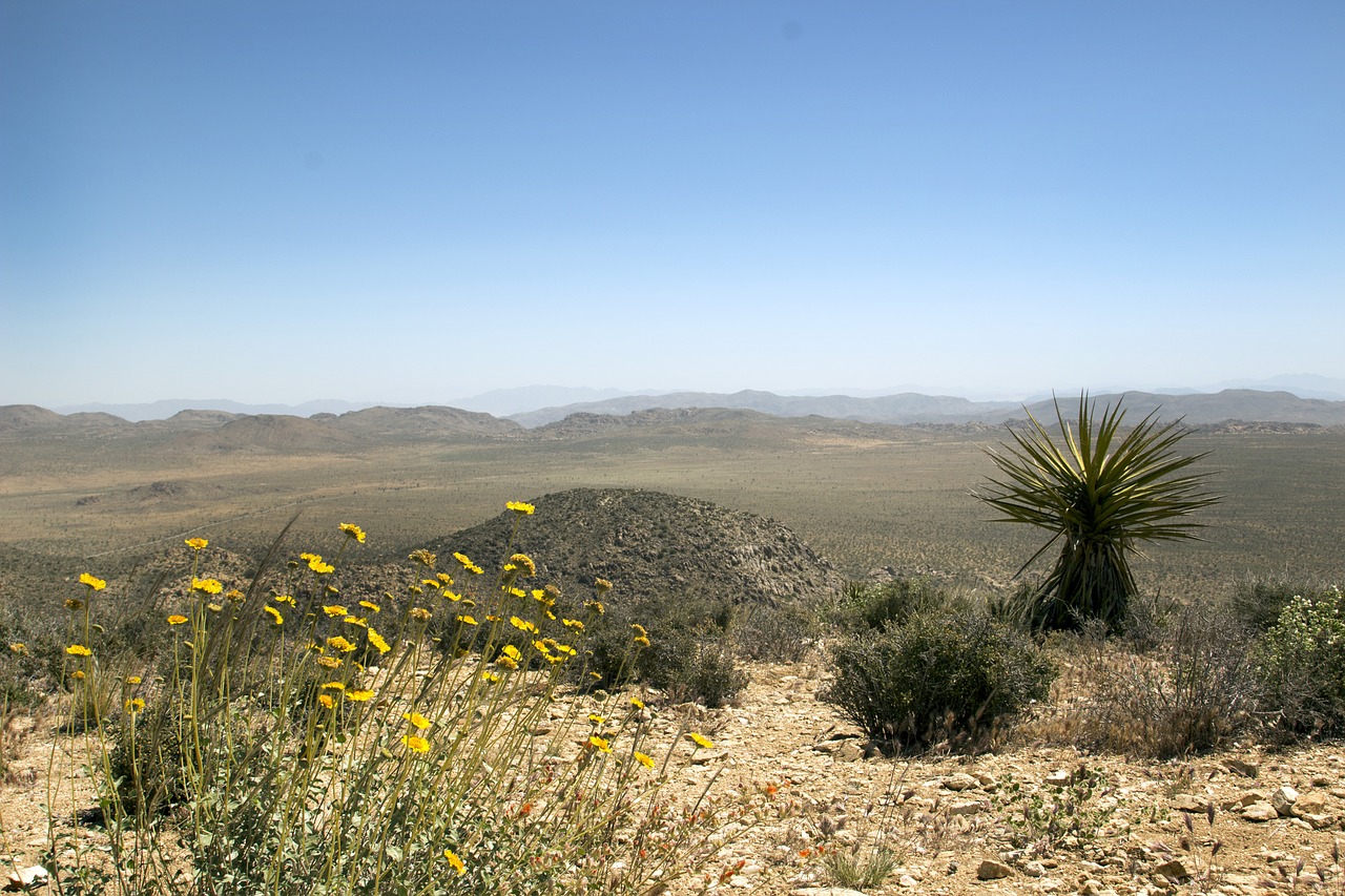 joshua tree national park flora free photo