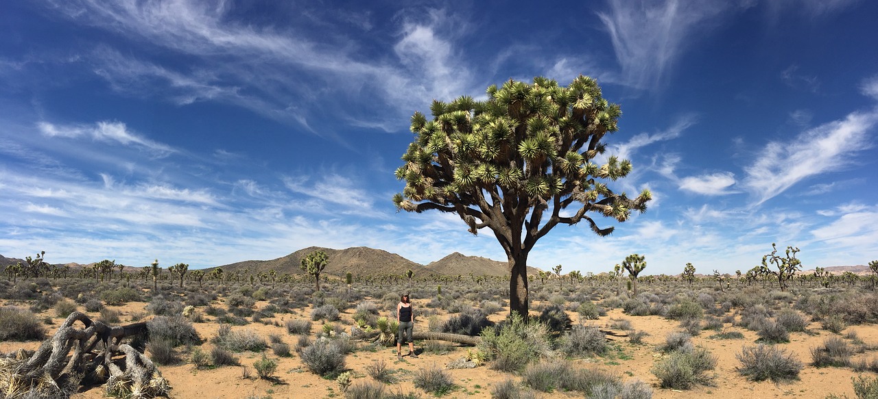 joshua tree  desert  landscape free photo