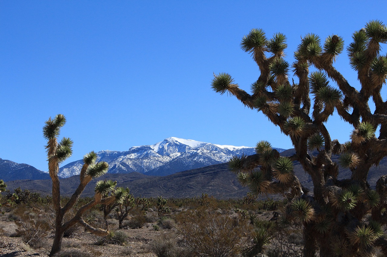 joshua tree  mt  charleston free photo