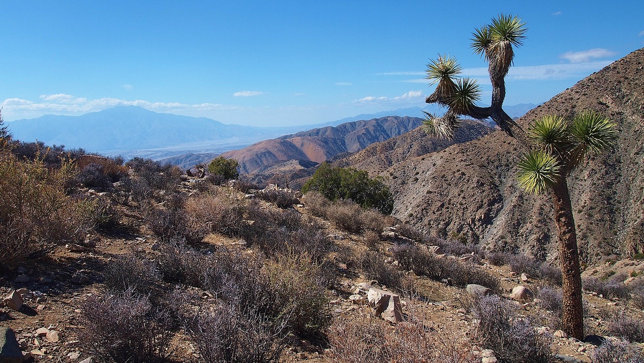 joshua tree desert california free photo