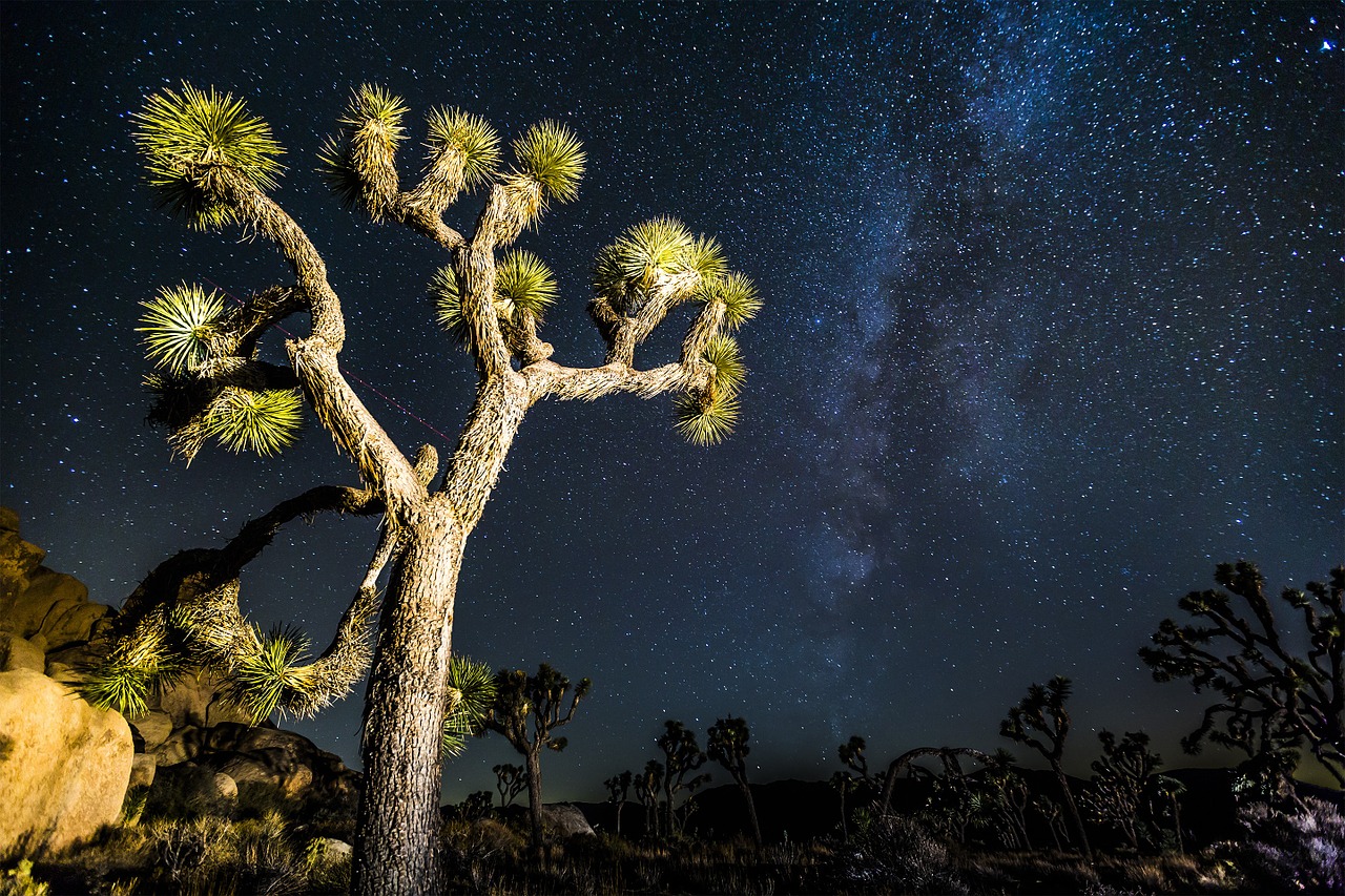 joshua tree mikly way stars free photo