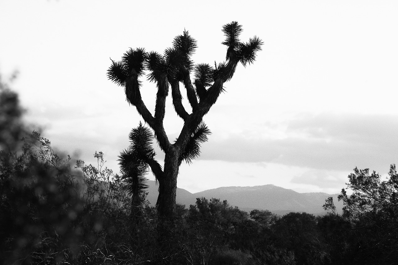 joshua tree california desert desert free photo