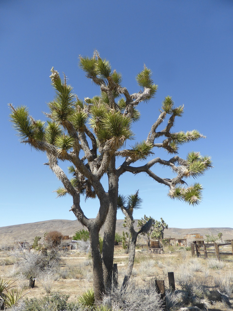 joshua tree mohave california free photo