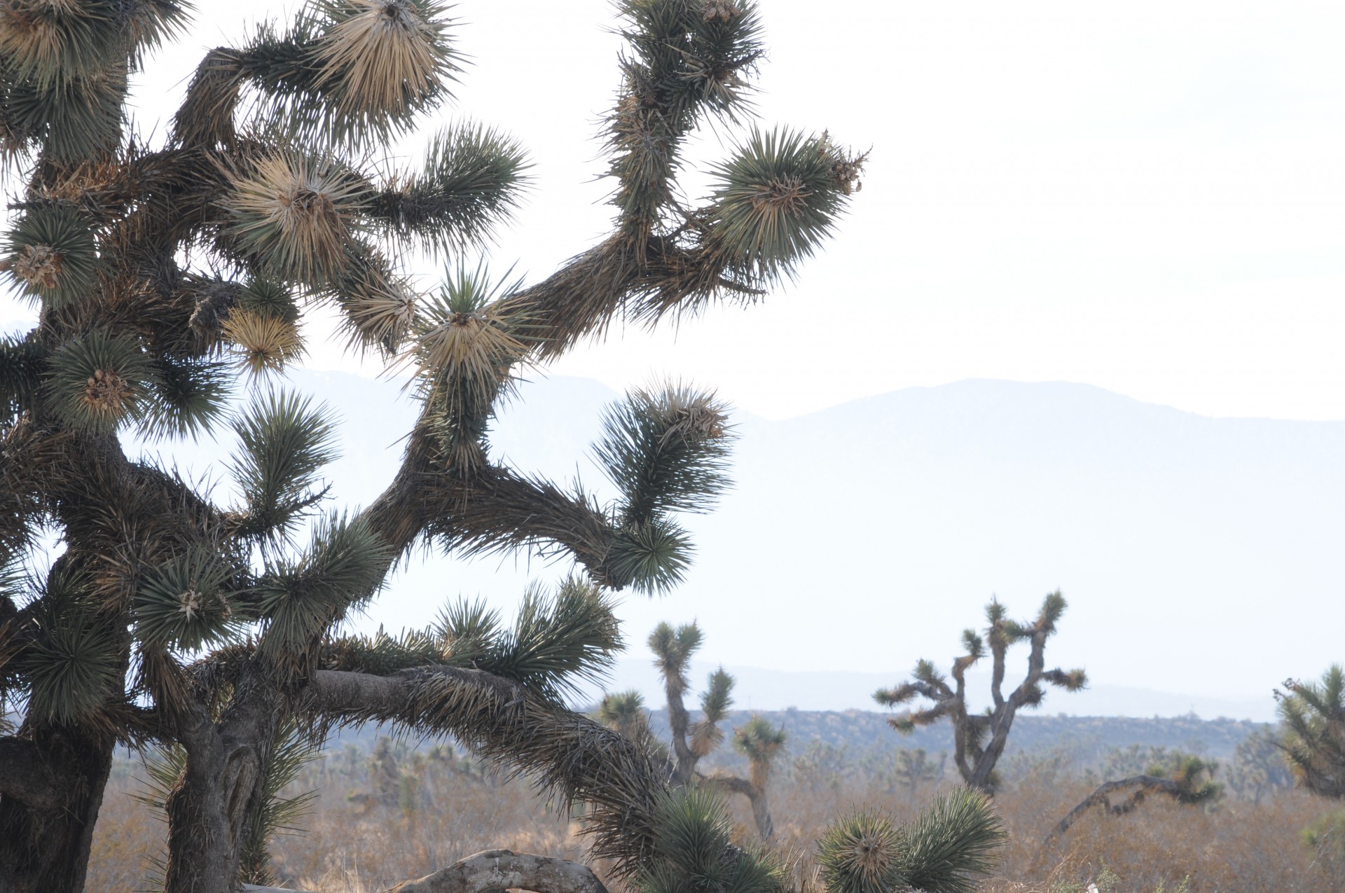 joshua tree cactus desert free photo