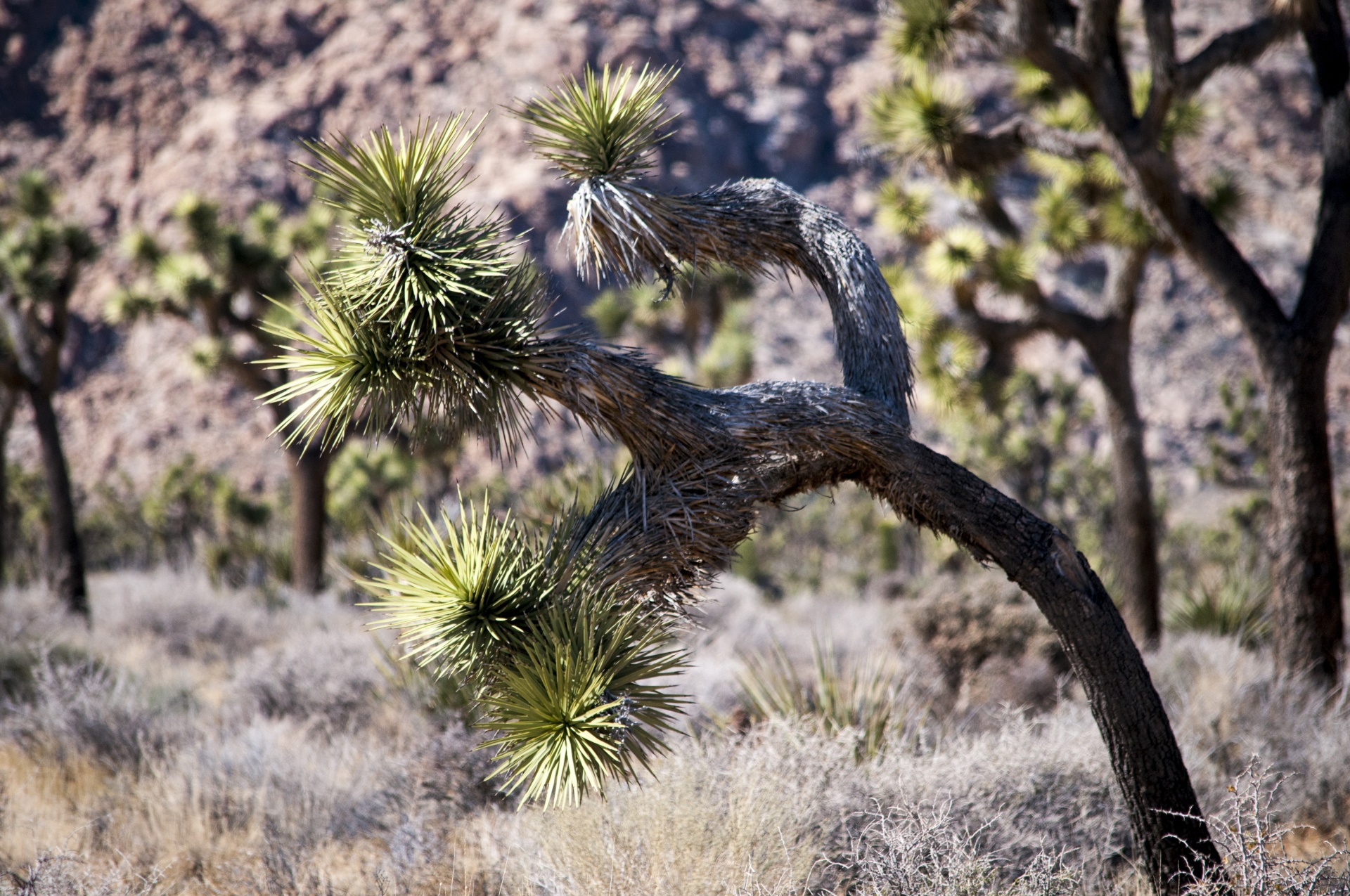 desert deserts desert landscape free photo