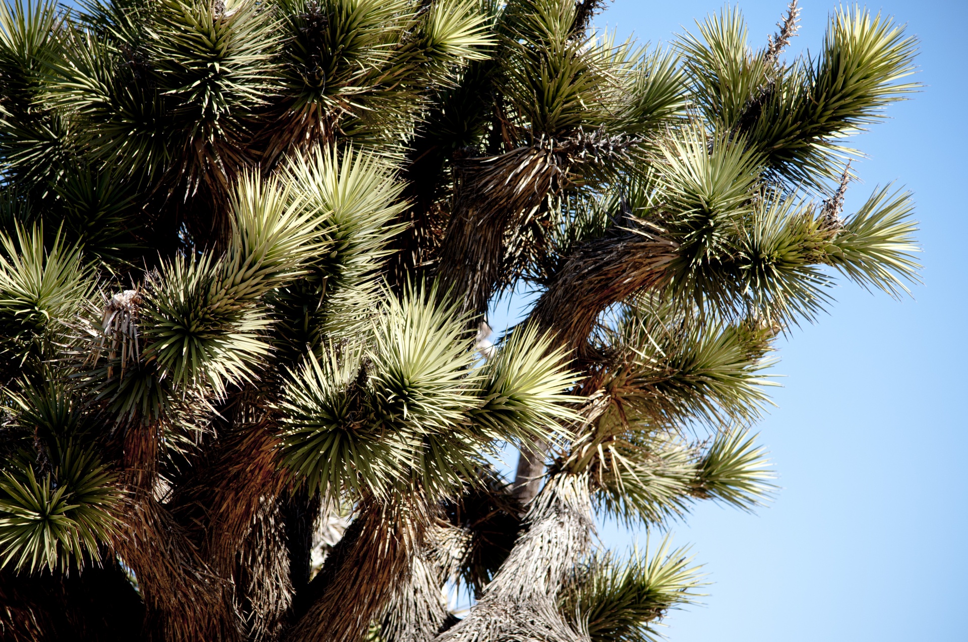 cactus cacti joshua tree free photo