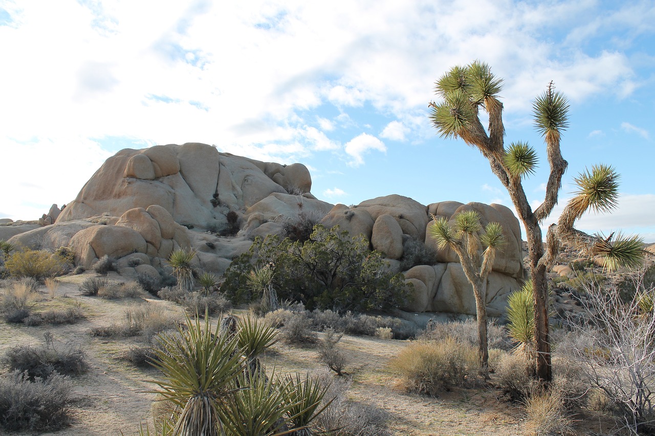 joshua tree national park desert mojave free photo