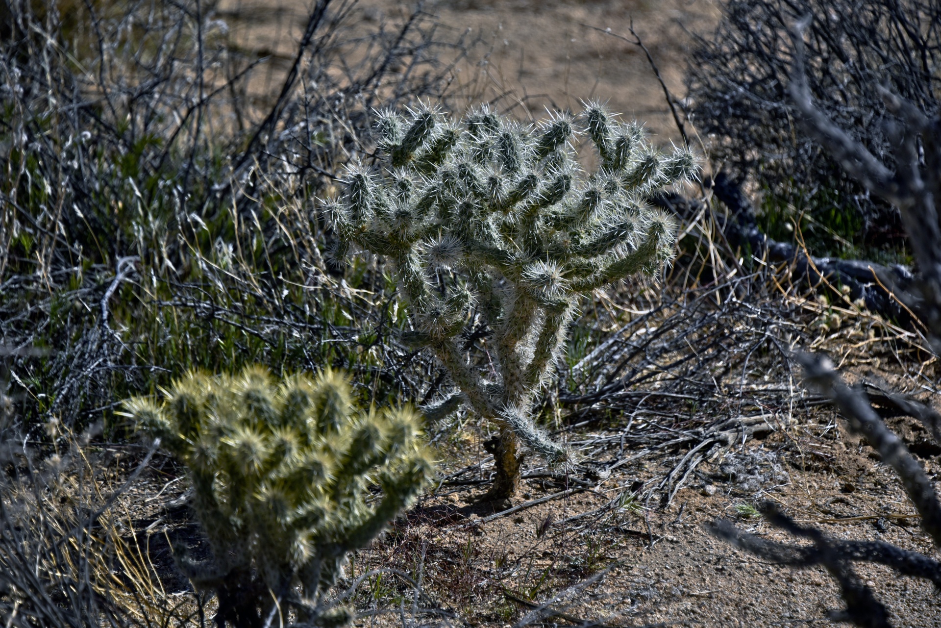 cactus bush spines free photo