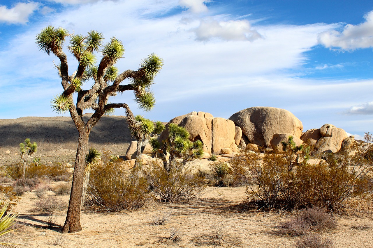 joshua tree national park mojave desert rocks free photo