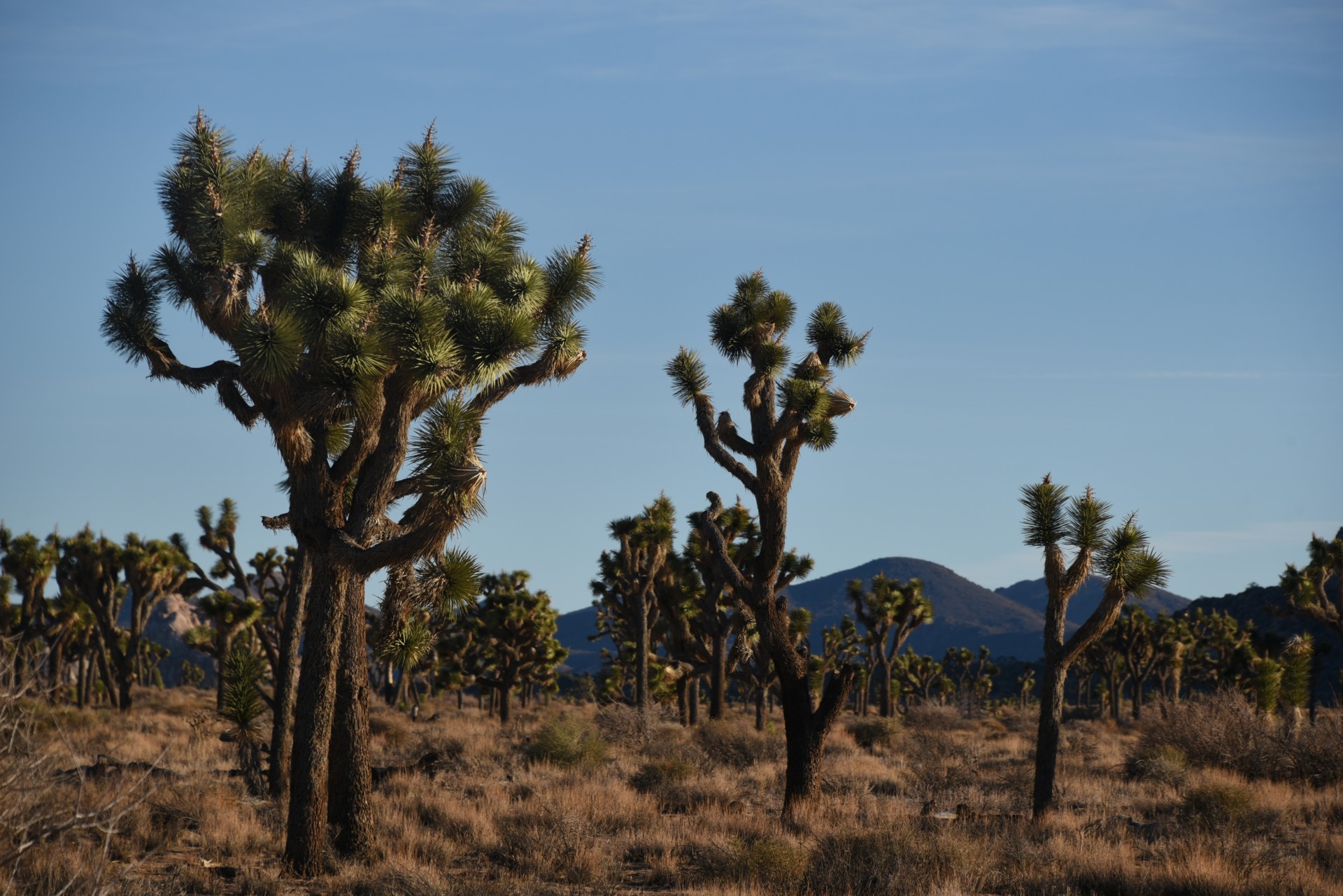 beautiful scenic joshua tree free photo