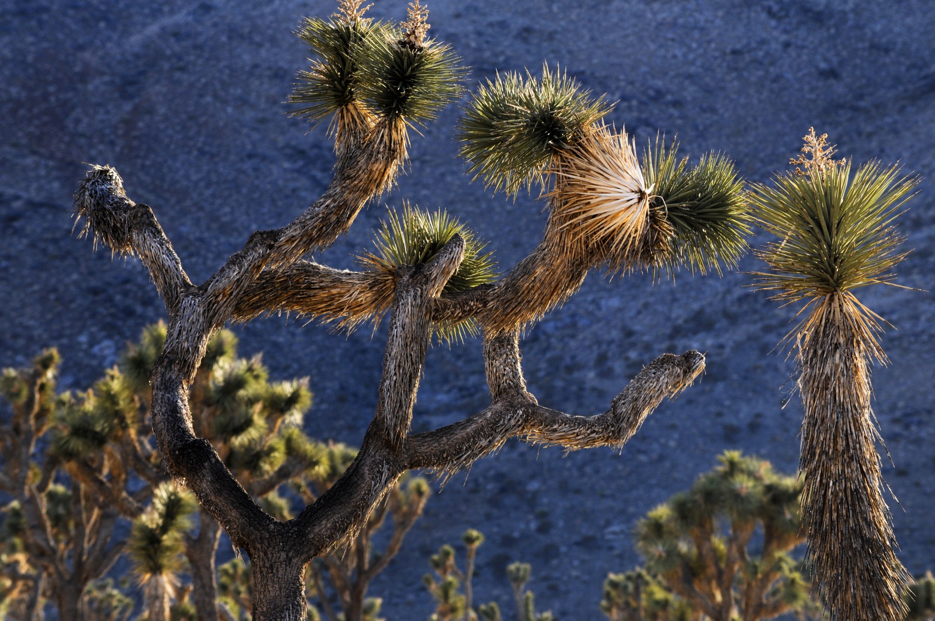 desert joshua tree cactus free photo