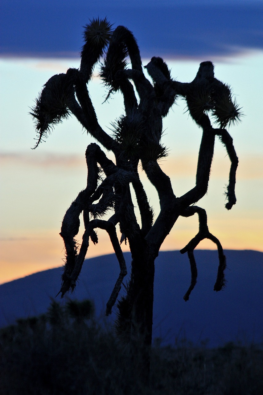 joshua trees sunset silhouettes free photo