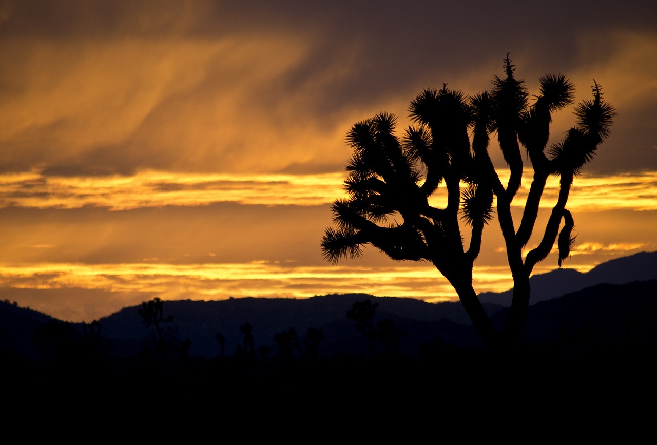 joshua trees sunset landscape free photo